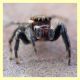 Salticidae - Modica - 25.6.2008 - (1).JPG