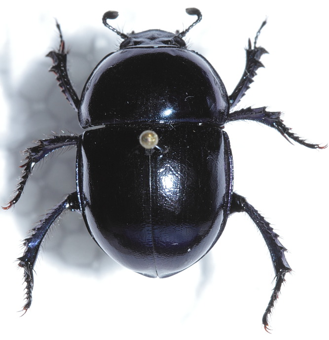 Scarabaeidae C6.JPG