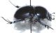 Scarabaeidae C7.JPG