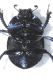 Scarabaeidae C8.JPG