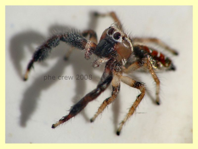 Salticidae - Modica 26.7.2008 - (2).JPG