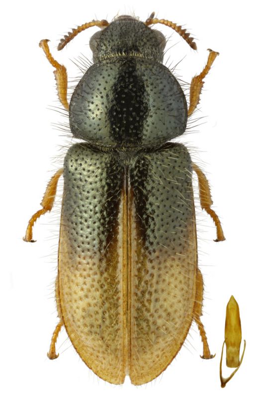 Dasytinae_g._sp_ bicolor.jpg