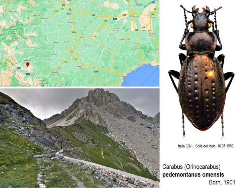 Carabus (Orinocarabus) pedemontanus omensis Born,  1901.jpg