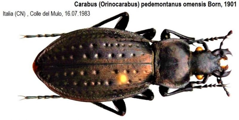 Carabus (Orinocarabus) pedemontanus omensis Born, 1901.JPG