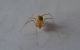 Scytodes2.jpg