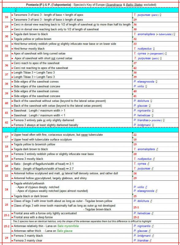 PONTANIA (P.)+ P.(Tubpontania) - Clés des espèces au 15.12.20 - Image.jpg