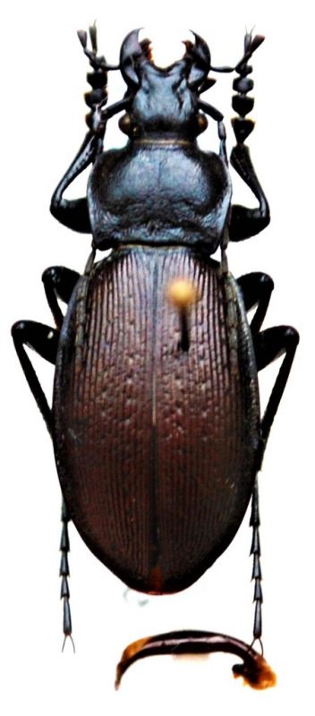 Carabus (Morphocarabus) aeruginosus Fischer, 1822.JPG