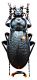 Carabus (Morphocarabus) eschscholtzi Mannerheim, 1827.JPG