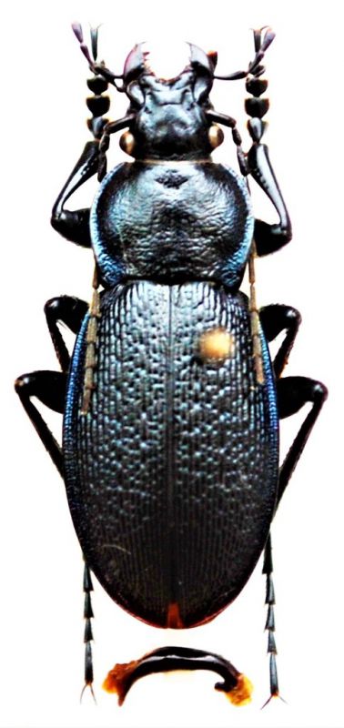 Carabus (Morphocarabus) eschscholtzi Mannerheim, 1827.JPG