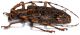 Cerambycidae #24193b.jpg