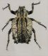 BrachycerusLari.jpg