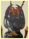 probabile Ocypus italicus 24 mm - Posta Fibreno dal 3 al 8.9.2020 - (11).JPG