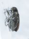 Anthaxia dett3.JPG