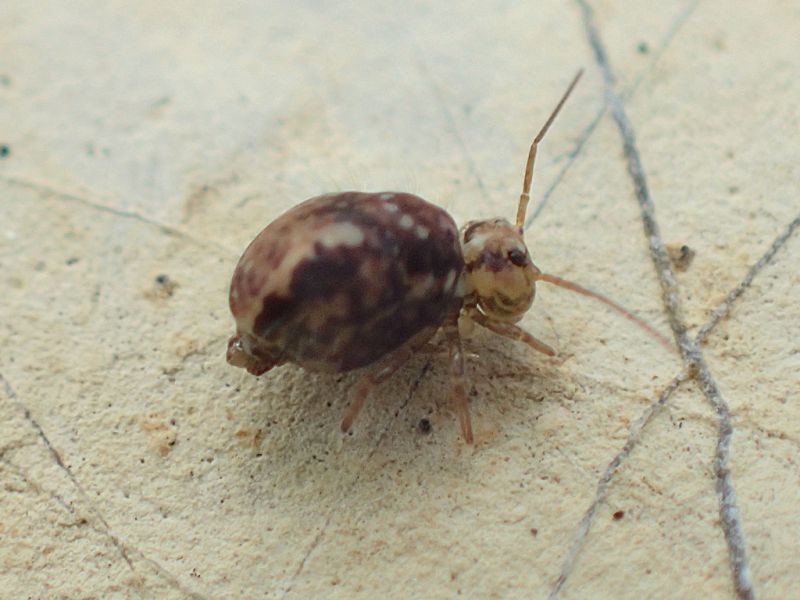 Sminthuridae2_Civitavecchia_19-XII-2020.JPG