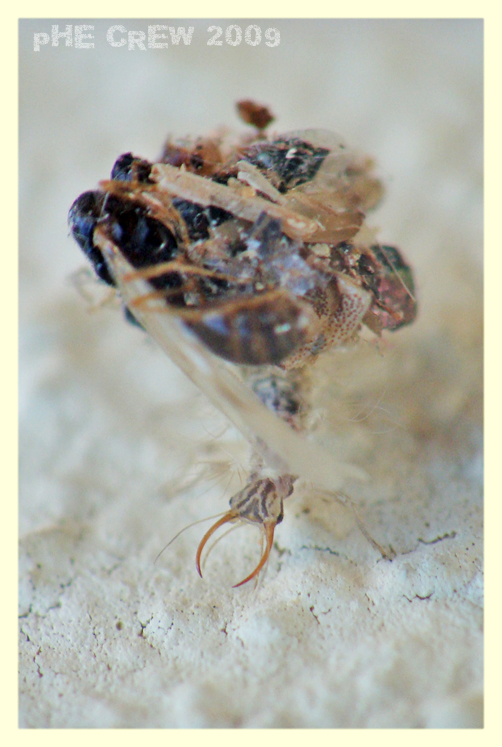 Larva Crisopa (1).JPG