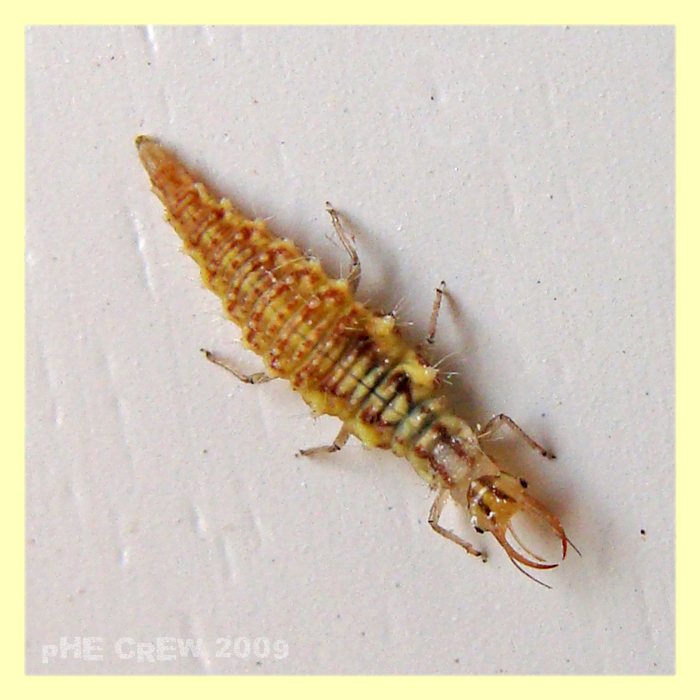 Larva Crisopa.JPG
