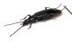 Comb3160-52zL6cr.jpg