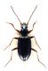Comb2969-19zL6cr.jpg