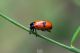 DSC_6500-1-2.jpg