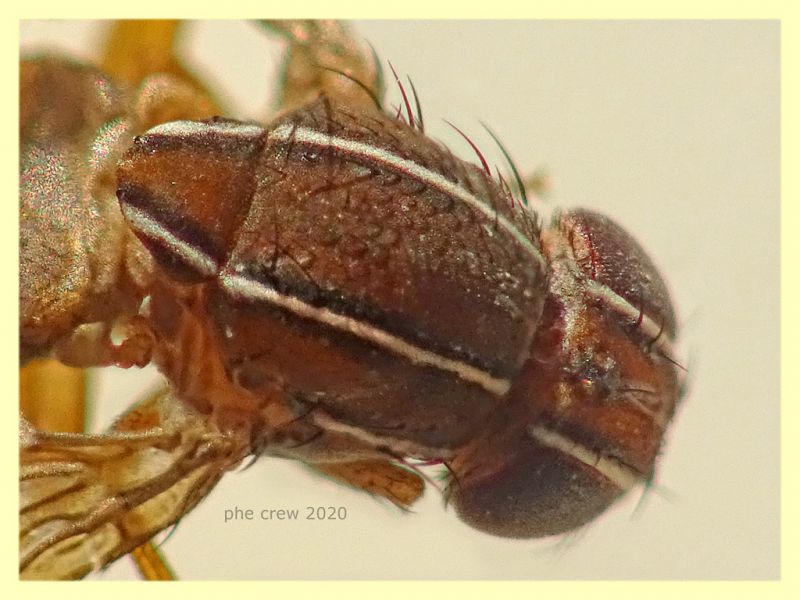 Zapronius sp.  2,8 mm. solo corpo - trappola ad aceto - Anzio 15.12.2020 - (5).JPG