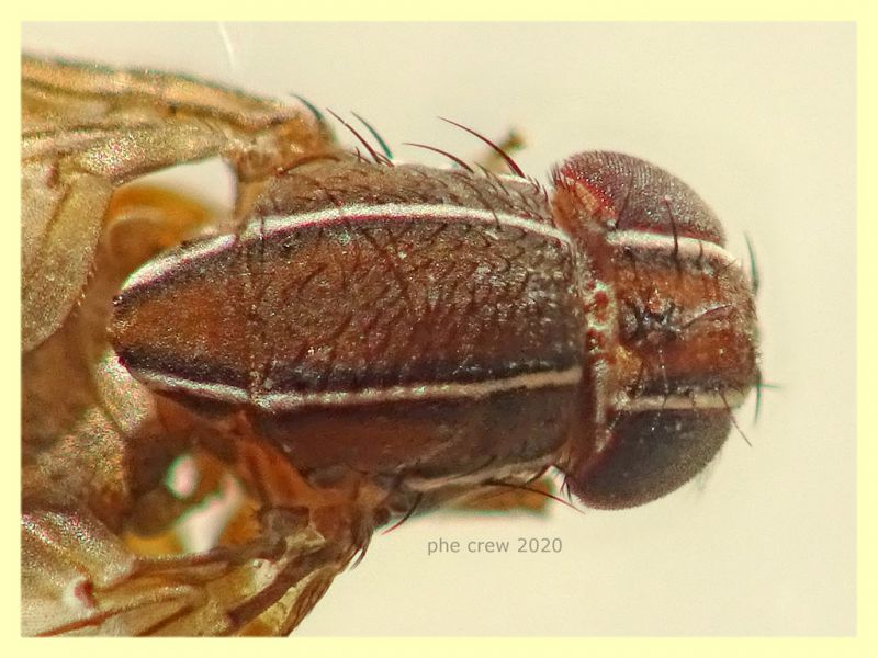 Zapronius sp.  2,8 mm. solo corpo - trappola ad aceto - Anzio 15.12.2020 - (2).JPG