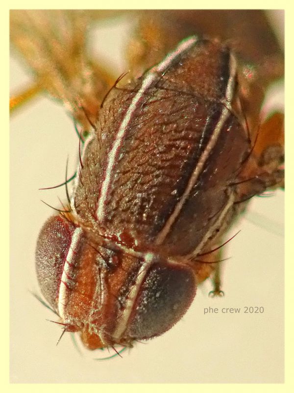 Zapronius sp.  2,8 mm. solo corpo - trappola ad aceto - Anzio 15.12.2020 - (6).JPG