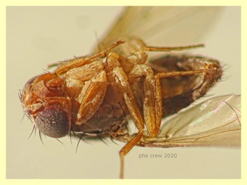 Zapronius sp.  2,8 mm. solo corpo - trappola ad aceto - Anzio 15.12.2020 - (8).JPG