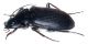 Carabidae J113 b.jpg