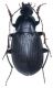 Carabidae J113 a.jpg