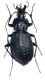 Carabus granulatus calabricus 1.jpg