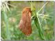 Malacosoma franconica_femmina_Madonie_900 m_20 VI 2010.jpg