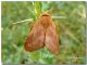 Malacosoma franconica_femmina02_Madonie_900 m_20 VI 2010.jpg