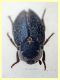 Dermestes frischi 7 mm. su Rospo rinsecchito da settimane - Anzio 5.8.2020 - (17).JPG