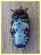 Dermestes undulatus circa 8 mm sotto corteccia Eucalipto - Anzio 16.2.2020 - (2).JPG