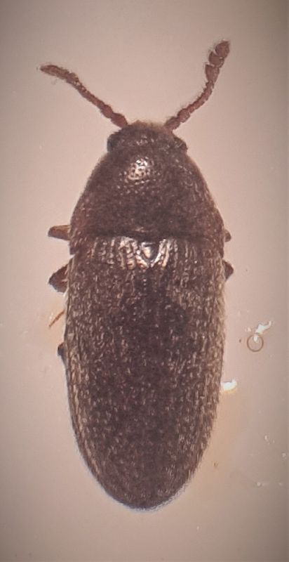 Throscidae f.jpg