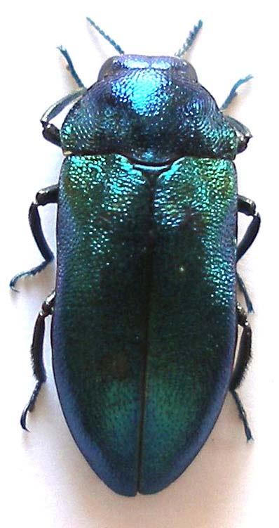 Meliboeus robustus_Kolbasi 014.jpg