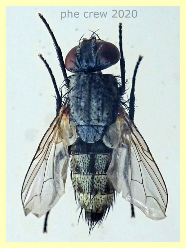 probabile Tachinidae 6 mm. corpo - Anzio 5.8.2020 trappola ad aceto (1).JPG