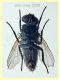 probabile Tachinidae 6 mm. corpo - Anzio 5.8.2020 trappola ad aceto (5).JPG