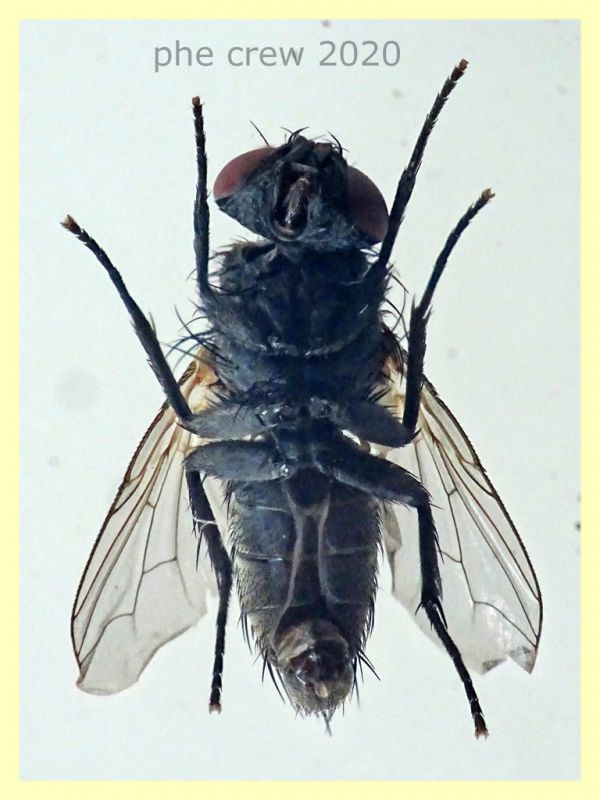 probabile Tachinidae 6 mm. corpo - Anzio 5.8.2020 trappola ad aceto (5).JPG