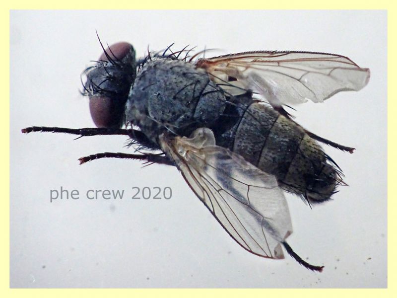 probabile Tachinidae 6 mm. corpo - Anzio 5.8.2020 trappola ad aceto (4).JPG