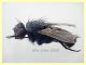 probabile Tachinidae 6 mm. corpo - Anzio 5.8.2020 trappola ad aceto (3).JPG