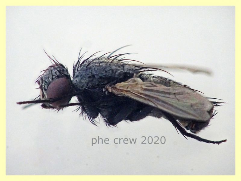 probabile Tachinidae 6 mm. corpo - Anzio 5.8.2020 trappola ad aceto (3).JPG