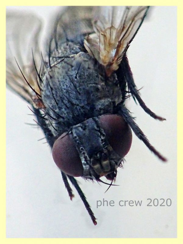 probabile Tachinidae 6 mm. corpo - Anzio 5.8.2020 trappola ad aceto (2).JPG