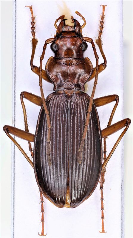 tn_Nebria pennisii.jpg