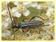 prob. Stenopterus ater - Anzio 4.6.2011 - (1).JPG