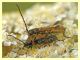 prob. Stenopterus ater - Anzio 4.6.2011 - (2).JPG
