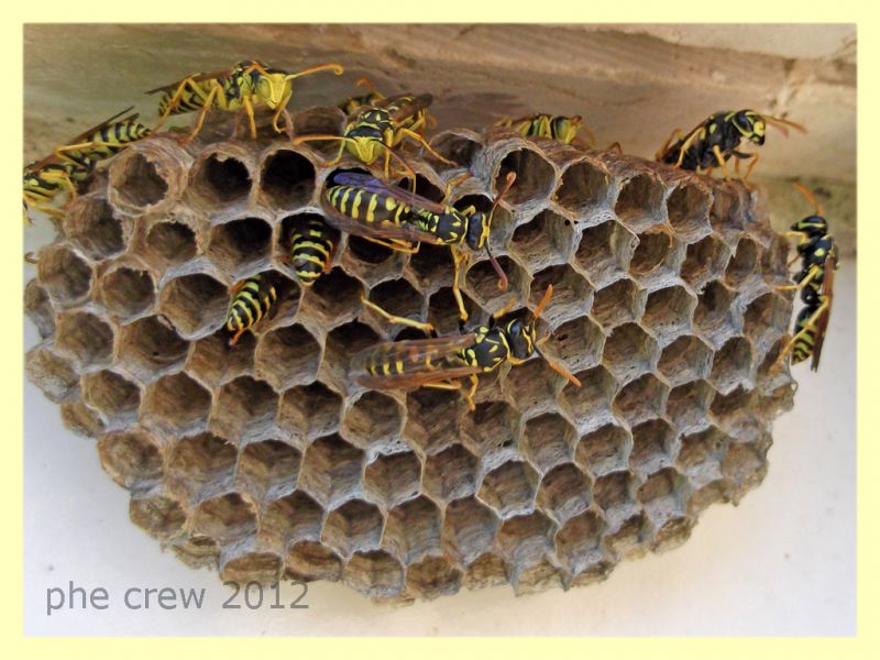 Polistes sp. nido - Anzio 6.9.2012 - (15).jpg