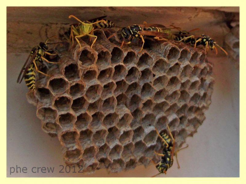 Polistes sp. nido - Anzio 6.9.2012 - (5).jpg