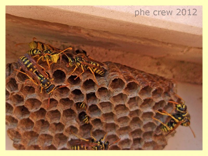 Polistes sp. nido - Anzio 6.9.2012 - (8).jpg