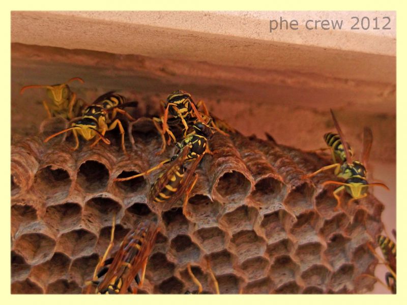 Polistes sp. nido - Anzio 6.9.2012 - (4).jpg